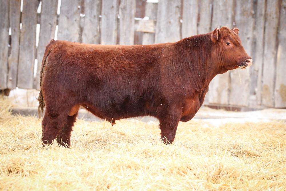 bull